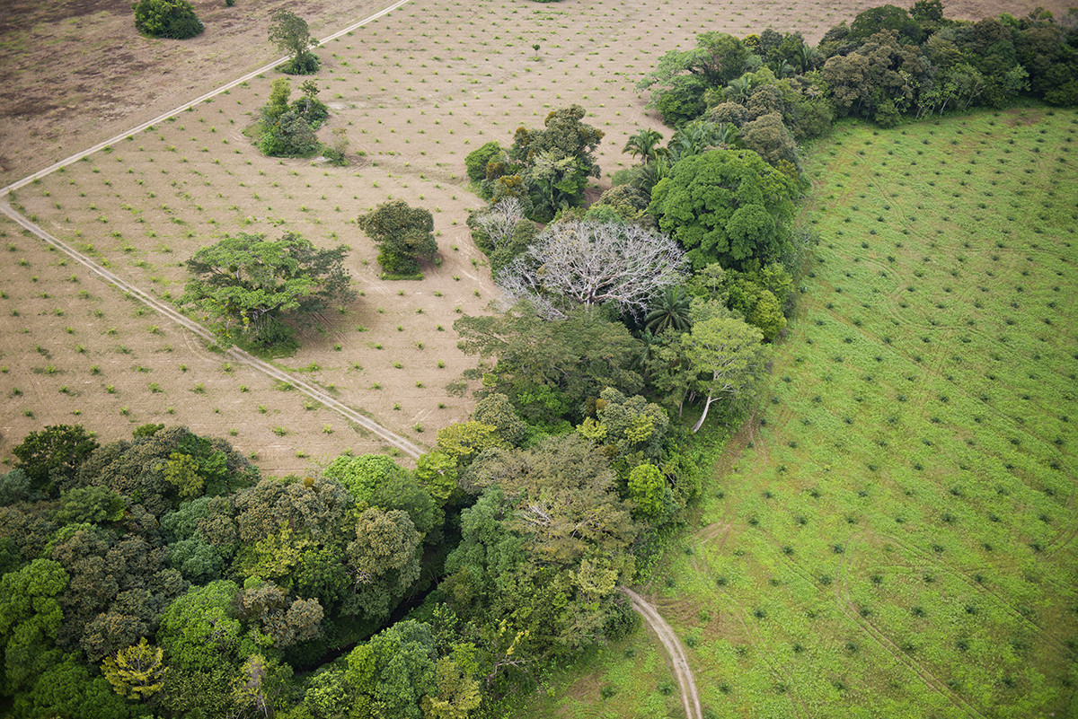 Analysts reviewing climate and nature data visualizations
